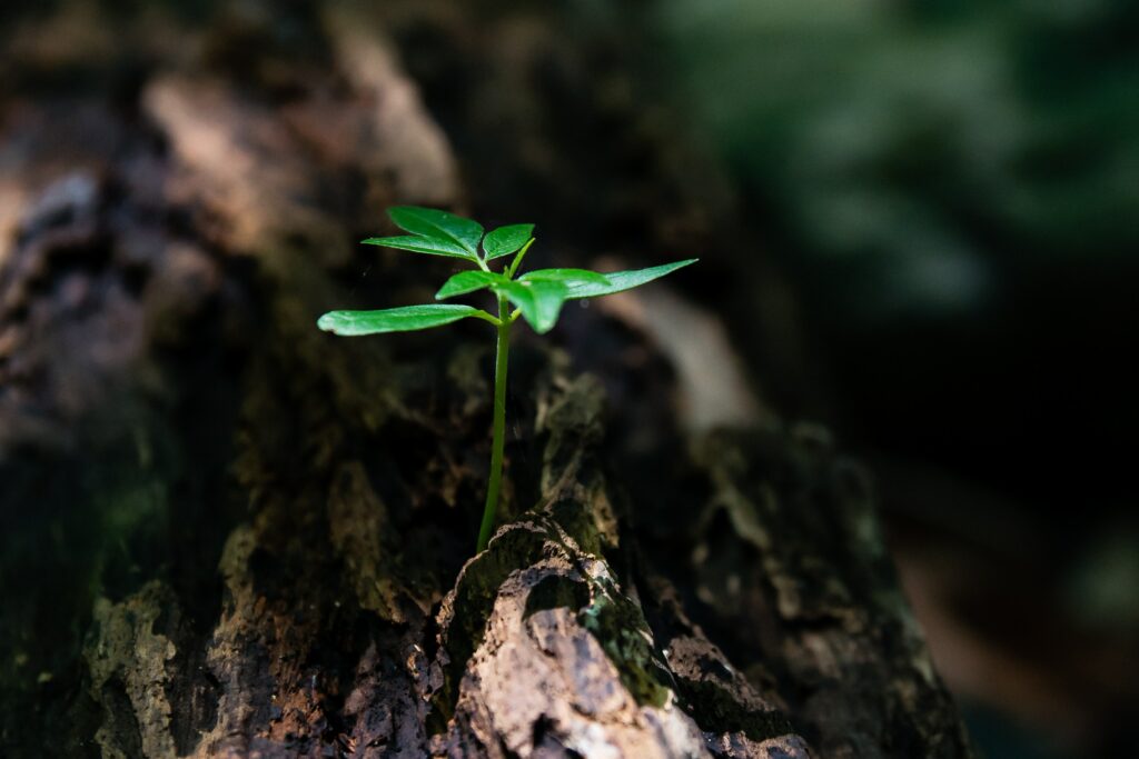 Image représentant une jeune pousse verte poussant sur un morceau de bois.